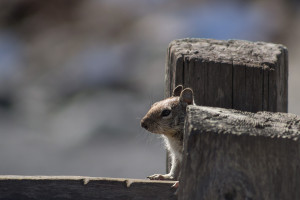 阴阳师百闻牌战队赛,年轻选手展现惊人天赋! 阴阳师百闻牌战队赛,年轻选手展现惊人天赋!
